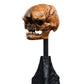 The Hobbit - Skull of a Misty Mountain Goblin Miniature